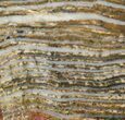 Strelley Pool Stromatolite - Billion Years Old #62759-1